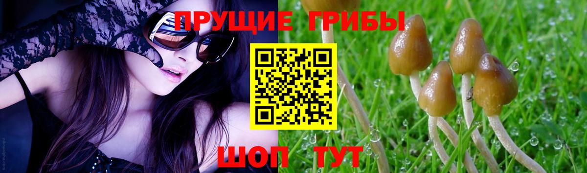 Галлюциногенные грибы MAGIC MUSHROOMS  Вход с VPN  где купить наркоту  Пугачёв  Псилоцибиновые грибы Psilocybine cubensis 